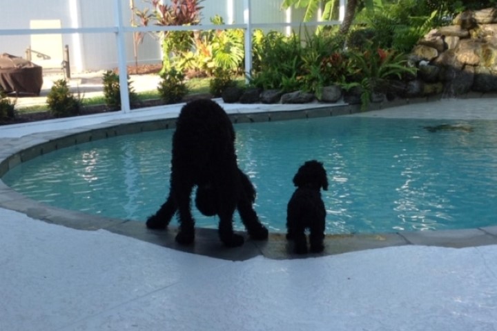 Swimming Pool with Dogs