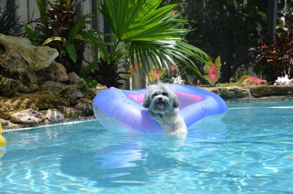 Daisy loves the pool too
